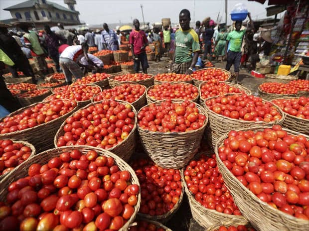 Image for Tomato Jos: 10 Key Things You Must Know