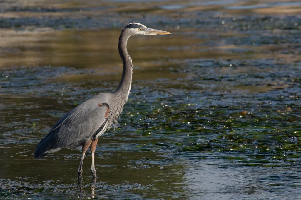 Image for Blue Heron: 10 Key Things You Must Know