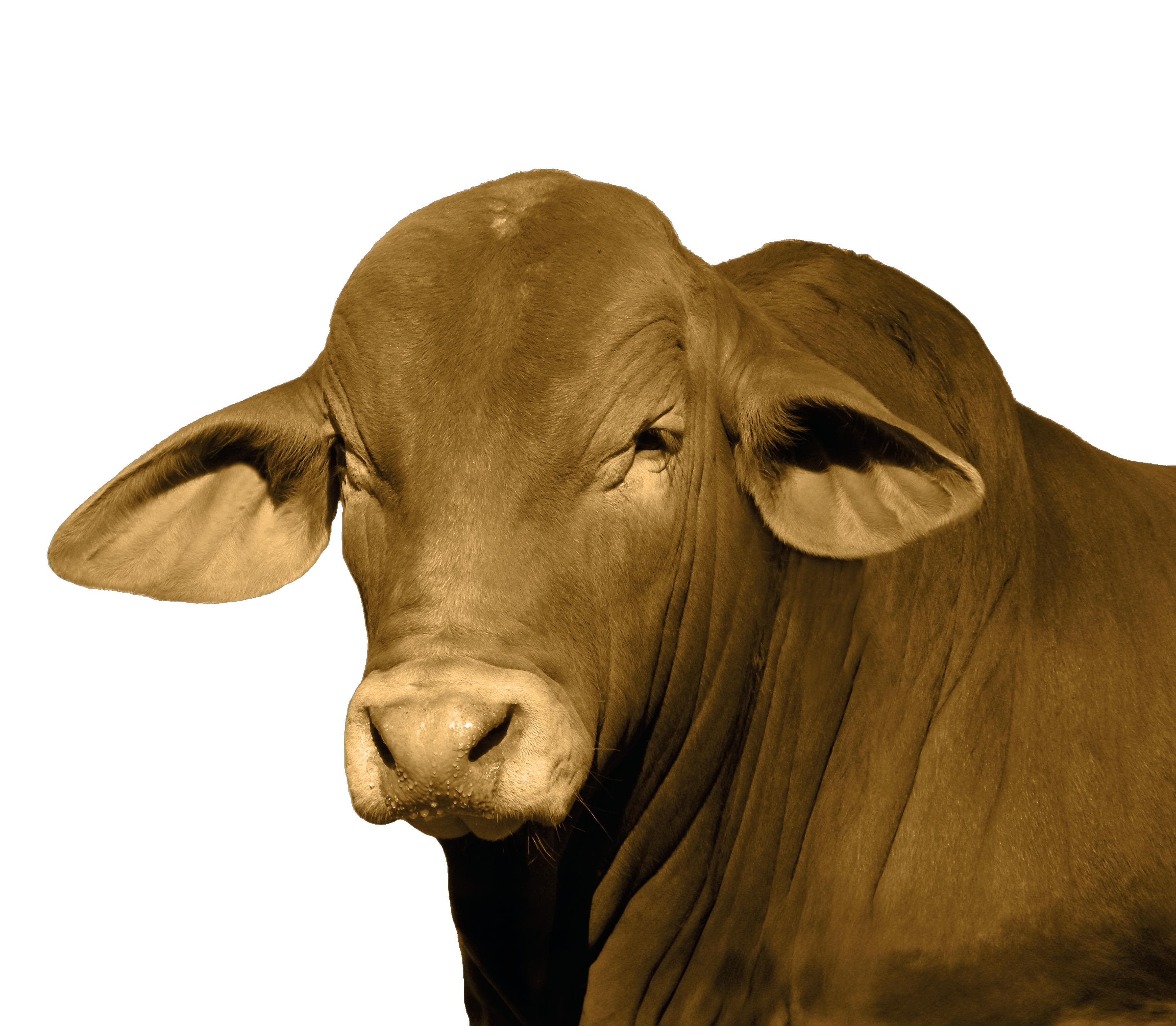 Image for Pac O’Shea (Round): 10 Key Things You Must Know